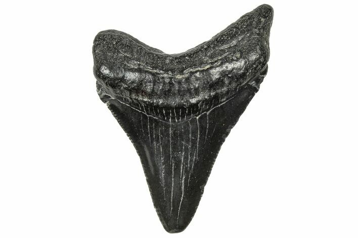 Serrated, Juvenile Megalodon Tooth - South Carolina #320519